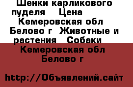 Шенки карликового пуделя  › Цена ­ 5 000 - Кемеровская обл., Белово г. Животные и растения » Собаки   . Кемеровская обл.,Белово г.